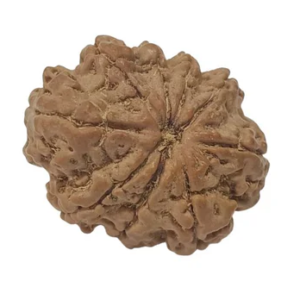 9 Mukhi Nepali Rudraksha Collector Bead with Lab Certificate and X-Ray Report