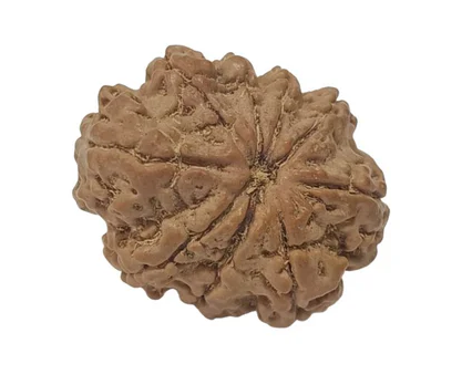 9 Mukhi Nepali Rudraksha Collector Bead with Lab Certificate and X-Ray Report
