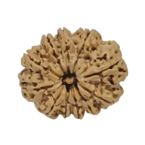 11 Mukhi Nepali Rudraksha Collector Bead with Lab Certificate and X-Ray Report - RM7