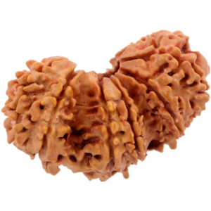 Natural Trijuti Rudraksha Nepali Rudraksha