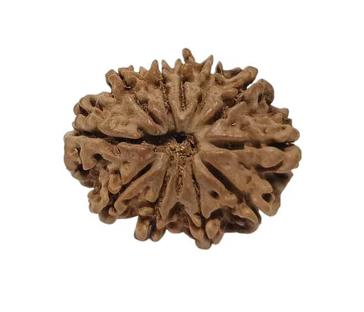 11 Mukhi Nepali Rudraksha Collector Bead with Lab Certificate and X-Ray Report - RM6