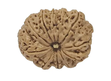 11 Mukhi Nepali Rudraksha Collector Bead with Lab Certificate and X-Ray Report - RM1